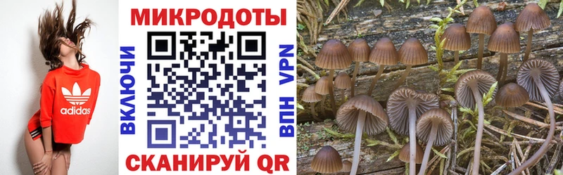 где купить   Теберда  Псилоцибиновые грибы Psilocybe 